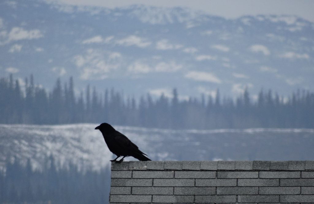 raven on the edge