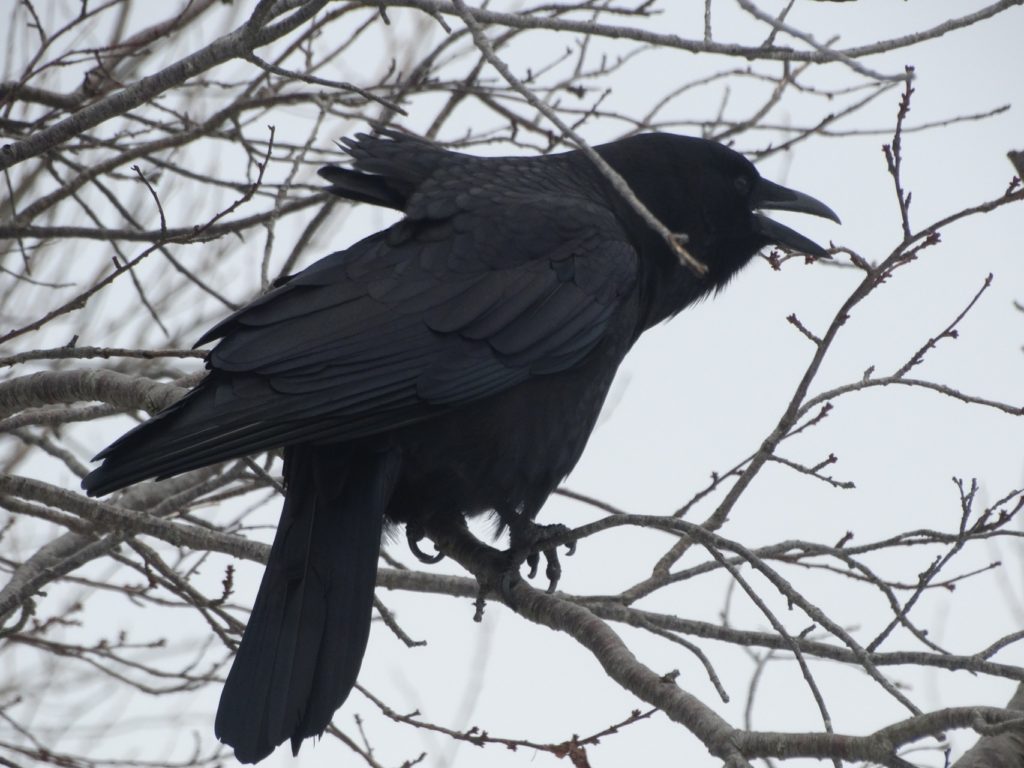 ruffled in the wind