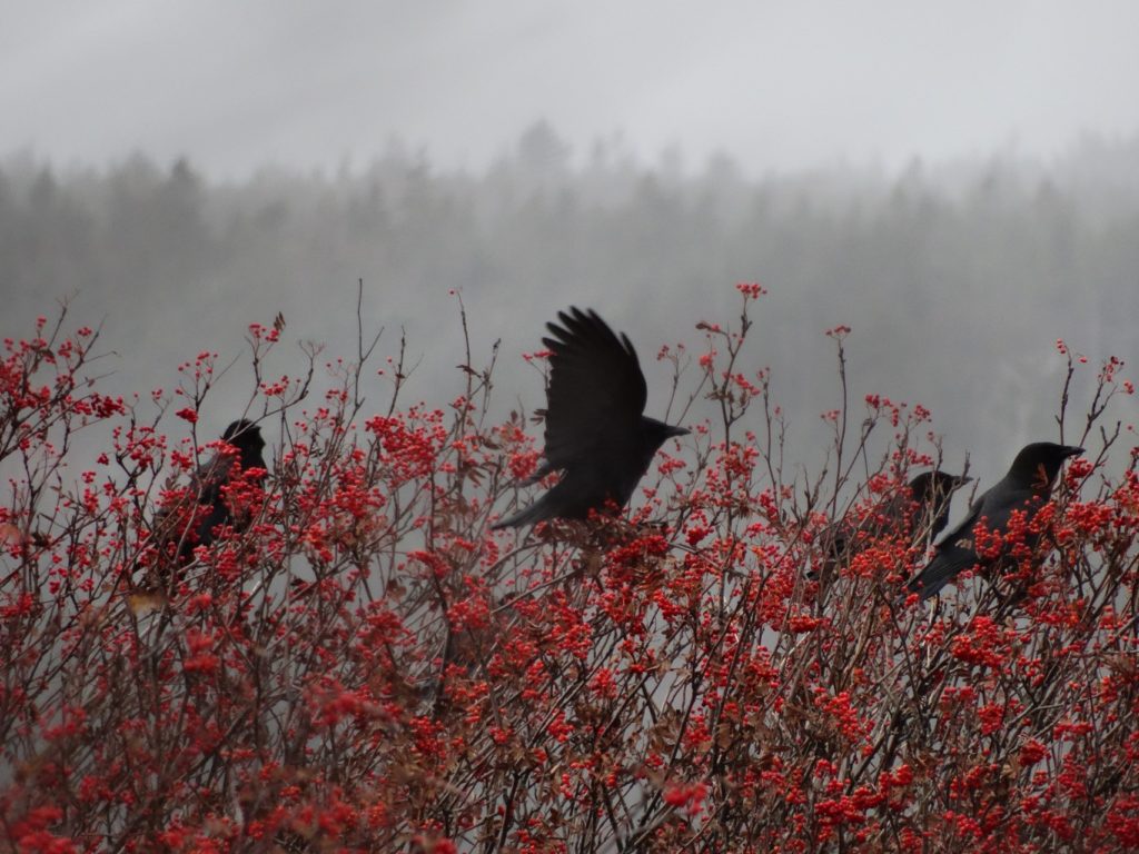 crows and berries