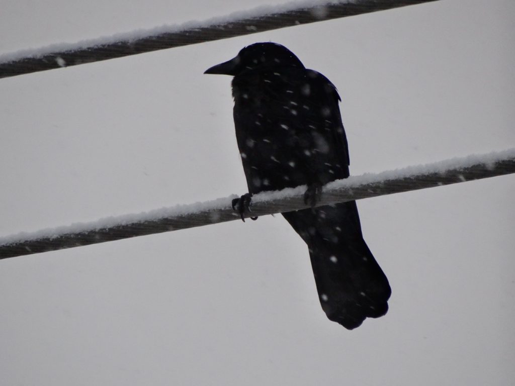 crow on a wire in snow