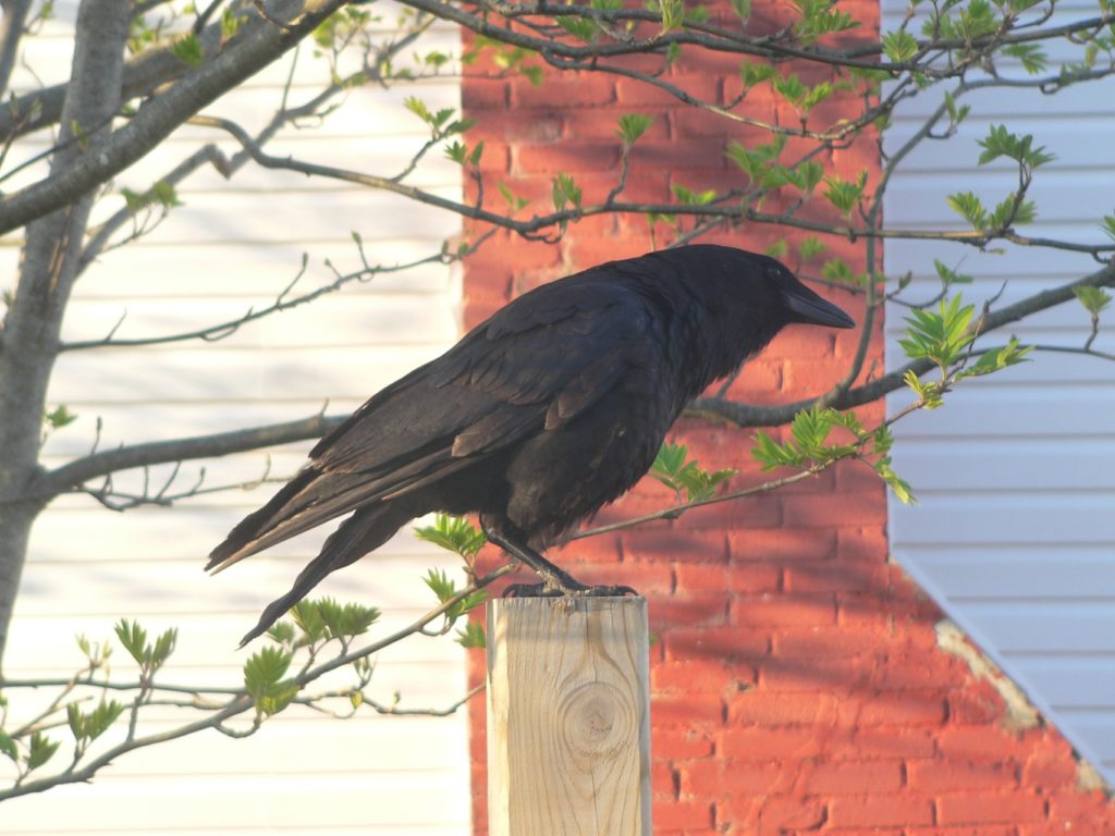 crow on a fence pole